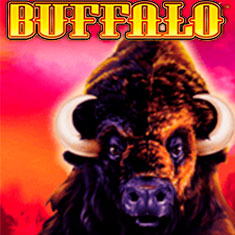 Buffalo